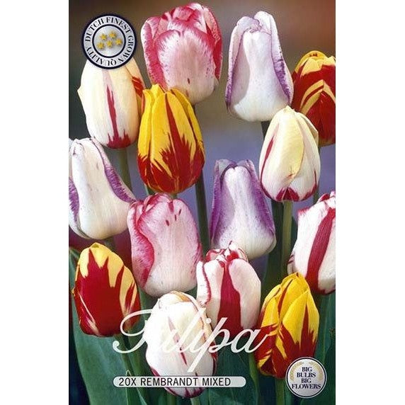 Tulpan Rembrandt Mix 20-pack